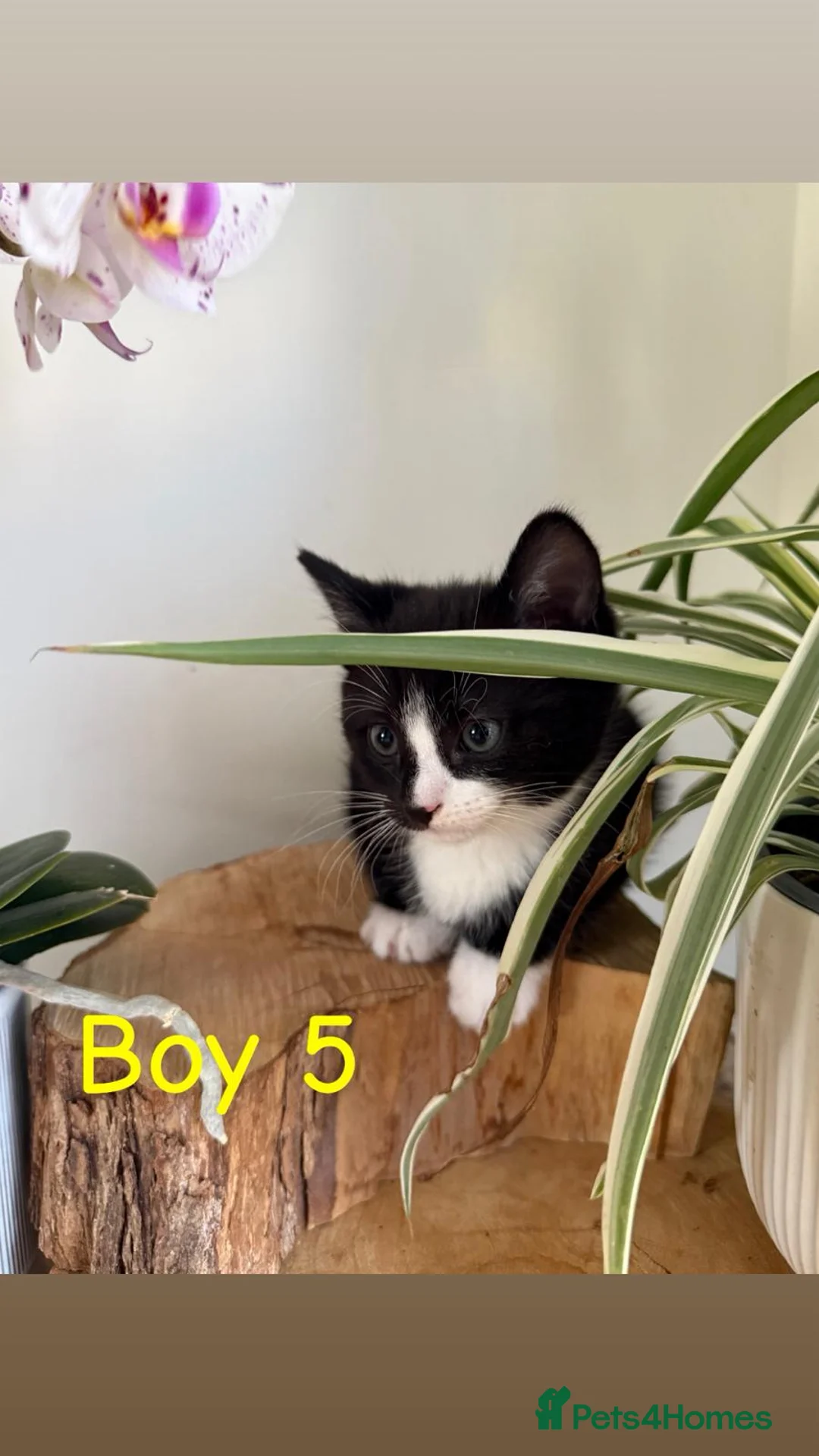 Mixed Breed cats for sale: Seven adorable kittens ❤️❤️❤️  - Advert 29