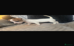Jack Russell dogs for sale: 5 beautiful jack russel pups  - Image 20