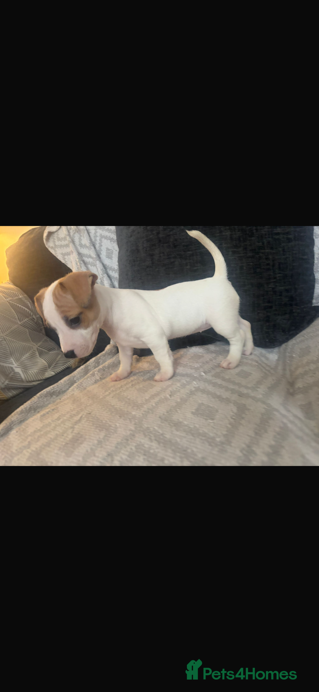 Jack Russell dogs for sale: 5 beautiful jack russel pups  - Image 20
