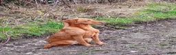 Labrador Retriever dogs for sale: Labrador pups  - Advert 9