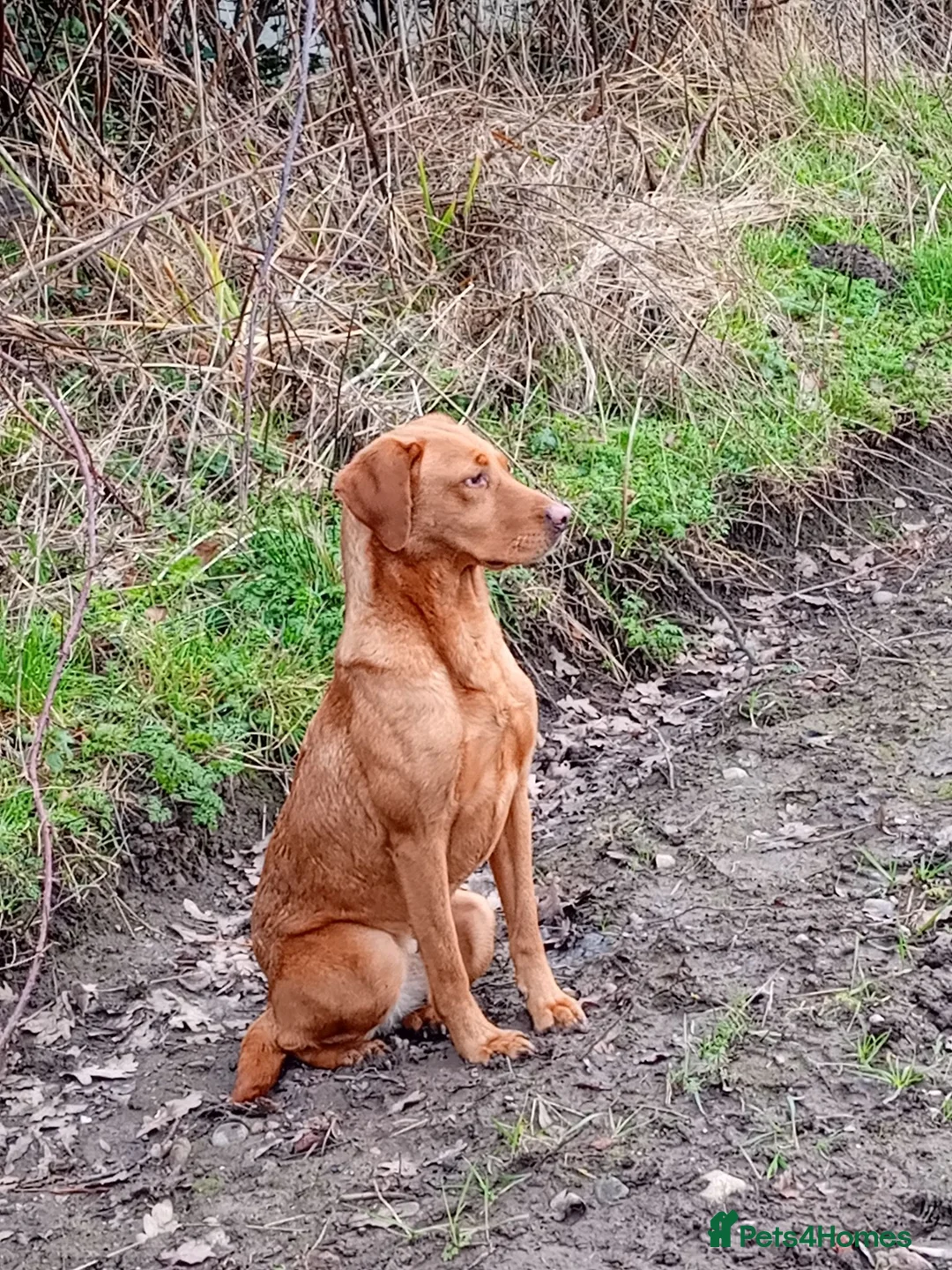Labrador Retriever dogs for sale: Labrador pups  - Advert 9