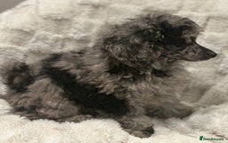 Mixed Breed dogs for sale: Miniature merle poodle female  - Image 4