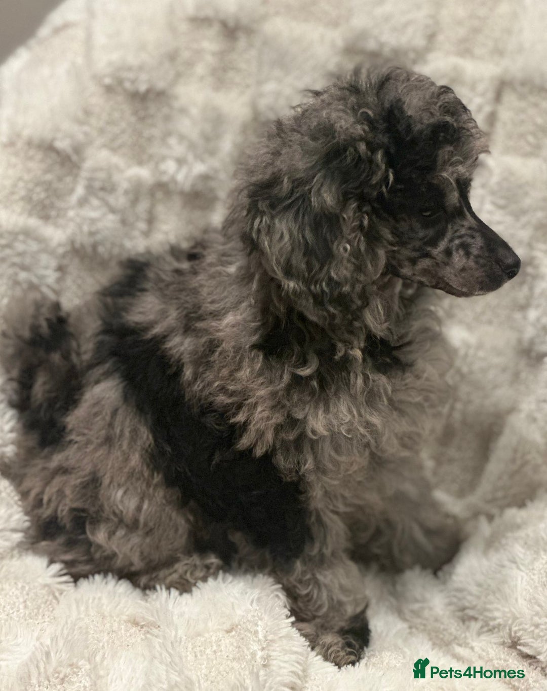 Mixed Breed dogs for sale: Miniature merle poodle female  - Image 4
