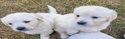 Golden Retriever dogs for sale: Beautiful snowy white boy and girl  in Scarborough - Advert 7