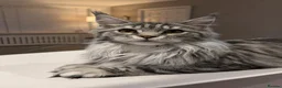 Maine Coon cats for sale: Stunning GCCF & TICA Registered Maine Coon - Advert 2