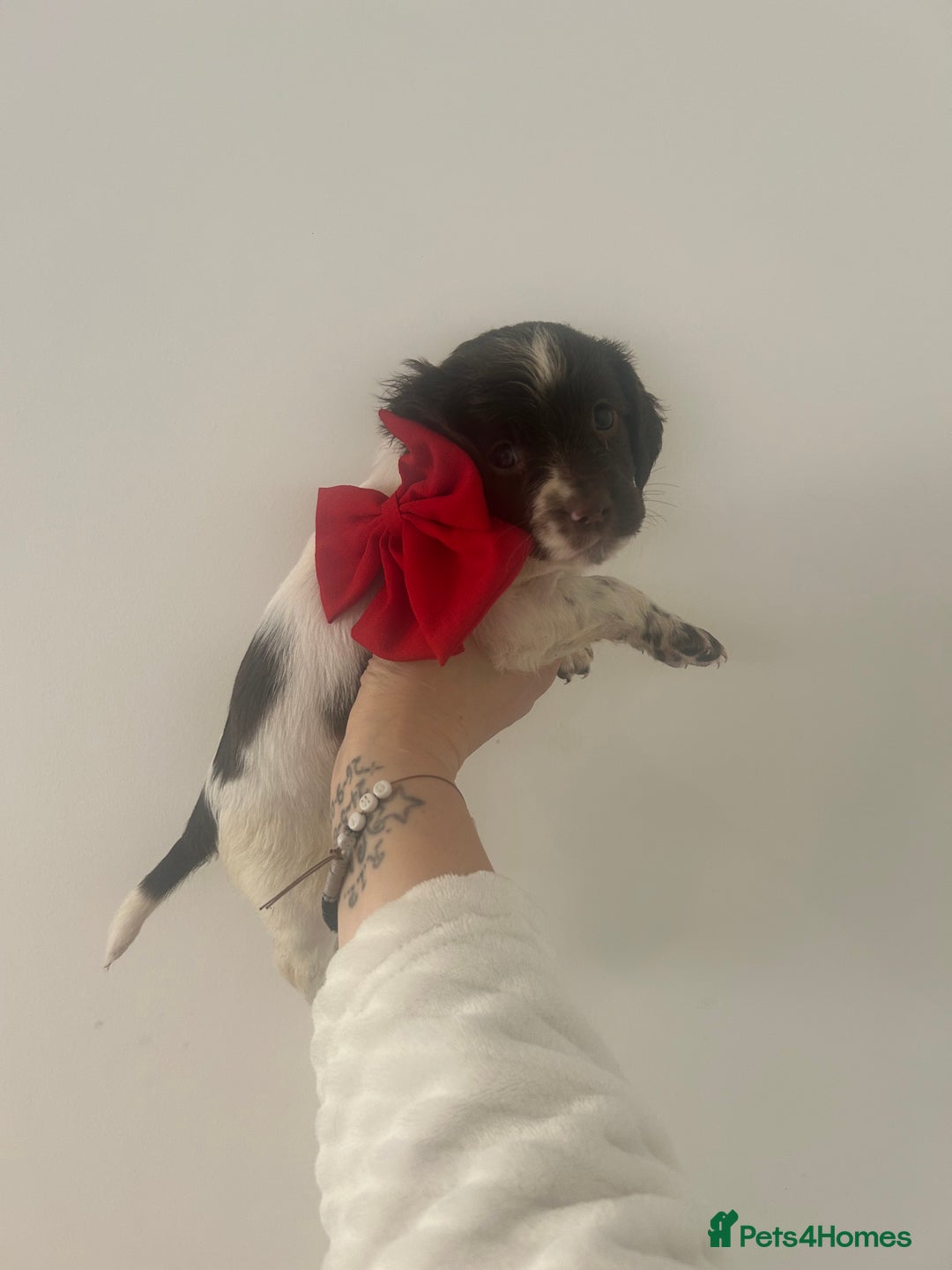 Cockapoo dogs for sale: 2 beautiful cocker spaniel puppies left for sale - Advert 14