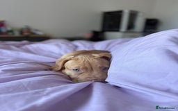 Staffordshire Bull Terrier dogs for sale: Staffordshire bull terrier for sale  - Image 1