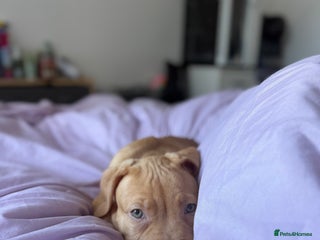 Staffordshire Bull Terrier dogs - Advert 1