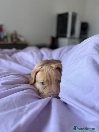 Staffordshire Bull Terrier dogs - Advert 2