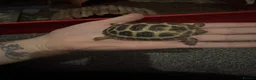 Tortoise reptiles for sale: Tortoise in Birmingham - Advert 3