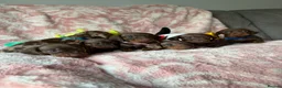 Miniature Dachshund dogs for sale: Beautiful kc registered miniature dachshund pups - Advert 20