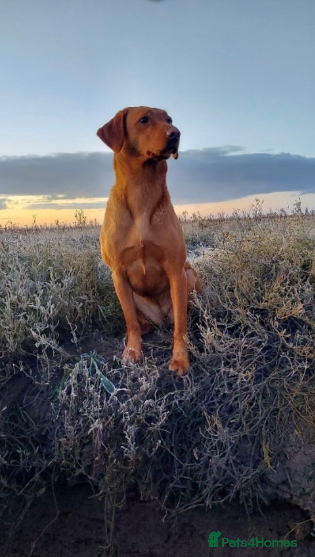 Labrador Retriever dogs for sale: KC Labrador puppies Ready now 🐾Fully vaccinated  in Skegness - Image 25