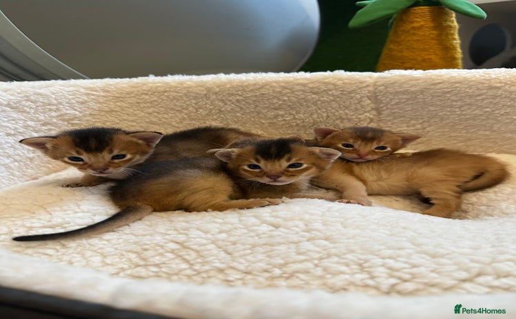 Abyssinian cats - Advert 1