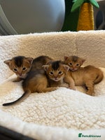 Abyssinian cats - Advert 2