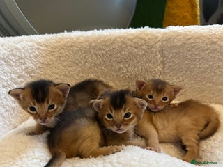 Abyssinian cats - Advert 2