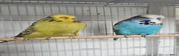 Budgerigars birds for sale: Exhibition budgies  in Wickford - Advert 2