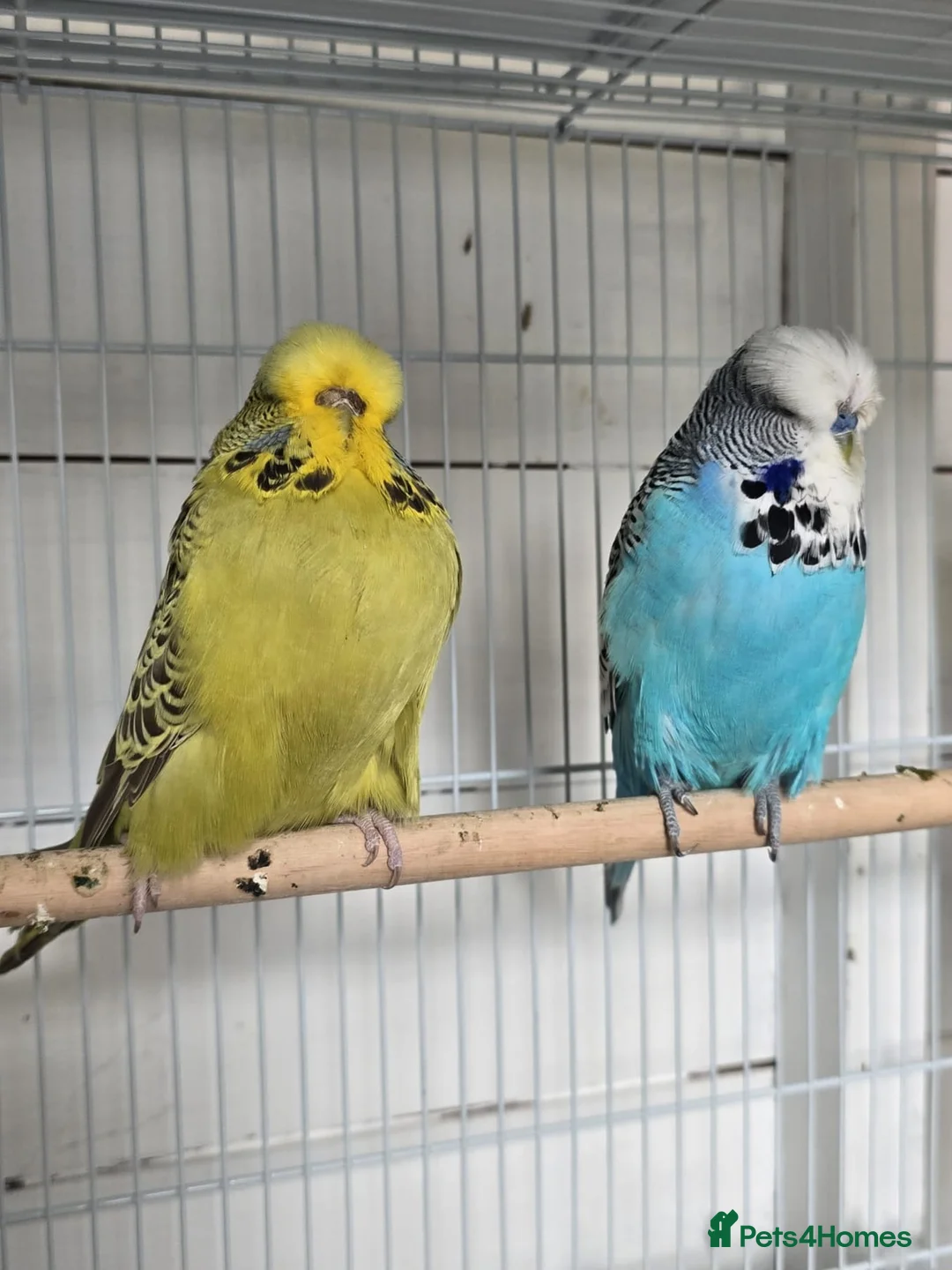 Budgerigars birds for sale: Exhibition budgies  in Wickford - Advert 2