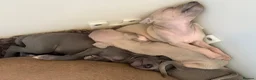 Italian Greyhound dogs for sale: Ready now, only 1 left. KC Reg Italian Greyhound - Advert 16