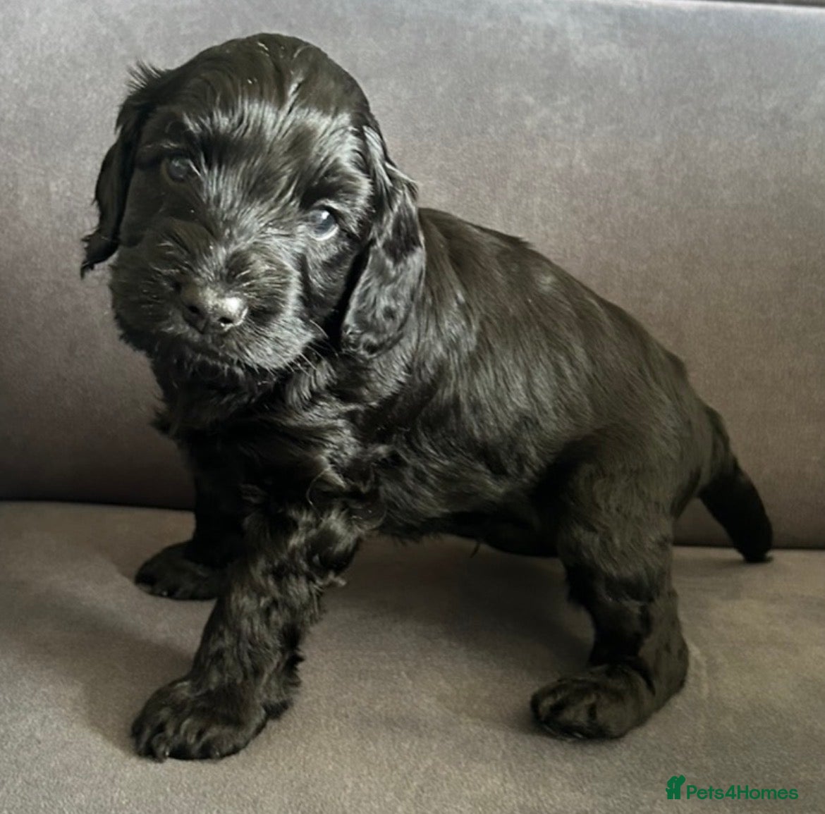 Cockapoo dogs Beautiful litter of cockapoos. - Advert 2