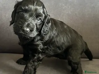 Cockapoo dogs Beautiful litter of cockapoos. - Advert 2