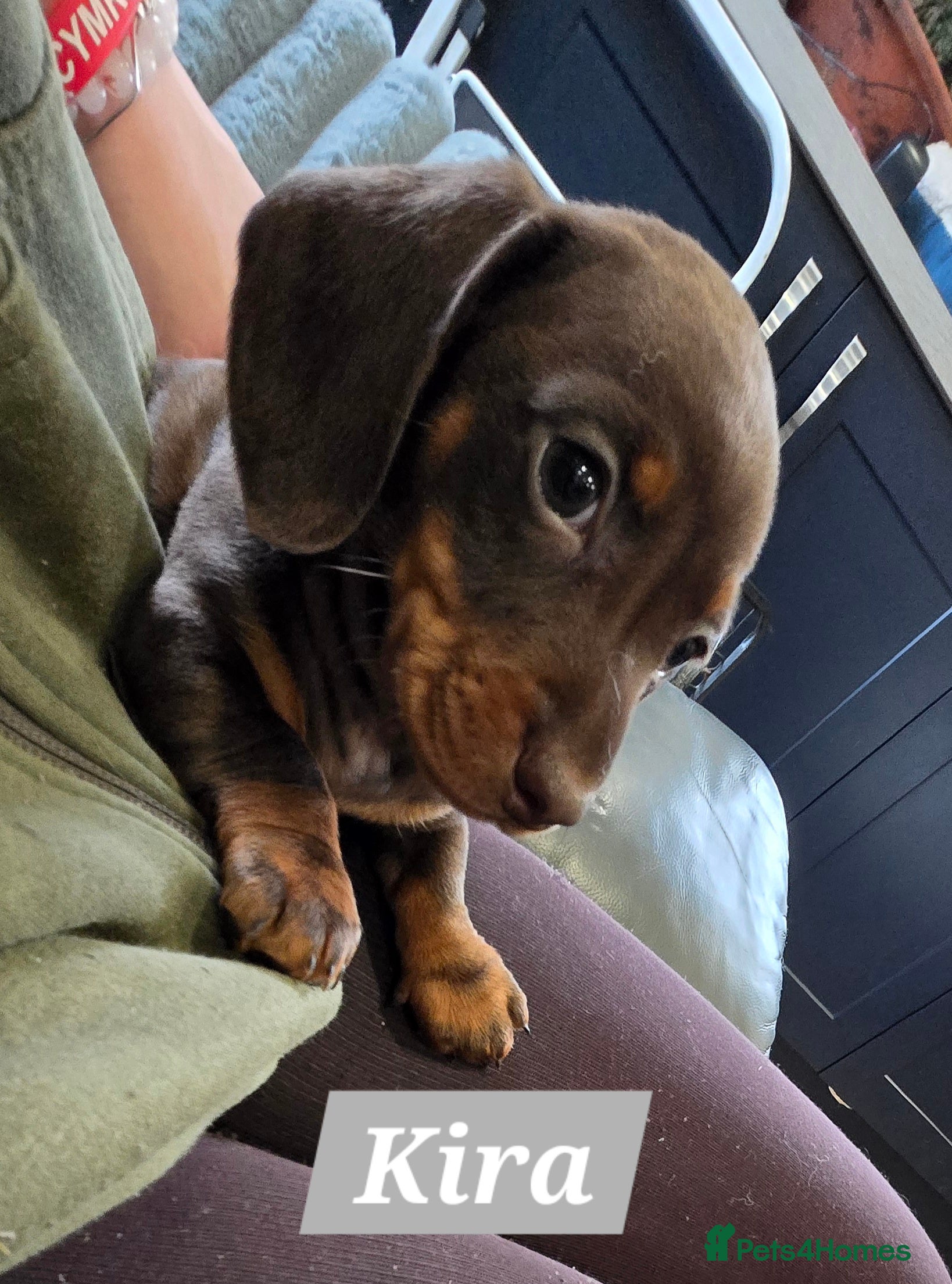 Dachshund dogs Beautiful Daxis - Advert 4