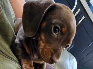 Dachshund dogs Beautiful Daxis - Advert 4