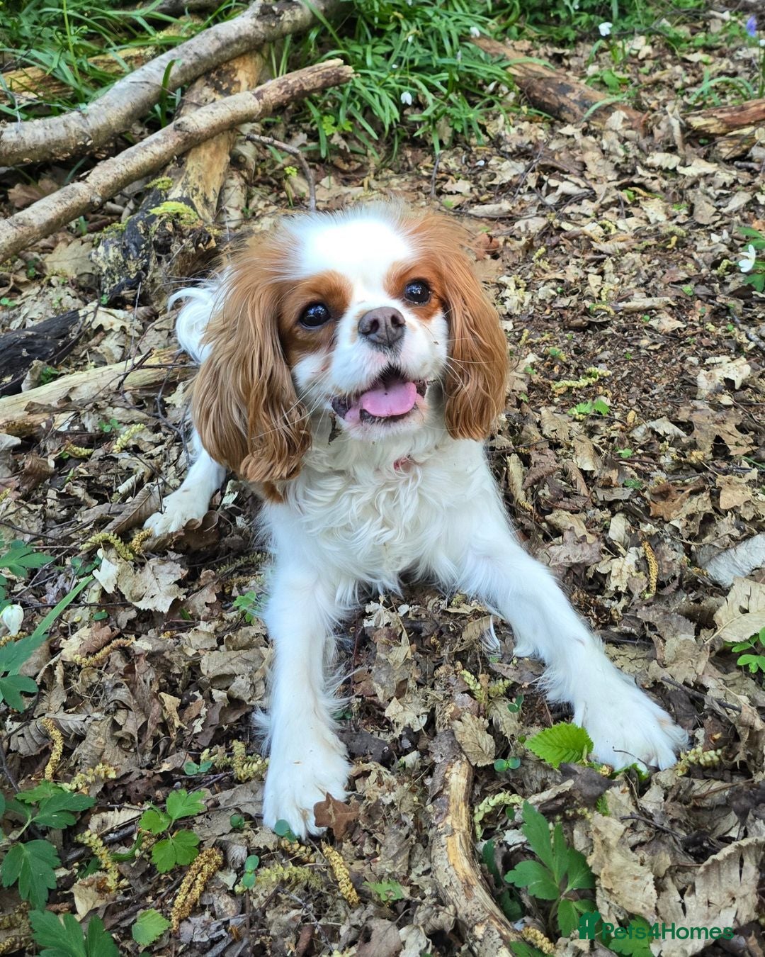 Cavalier King Charles Spaniel dogs KC Reg Health Tested Cavalier Puppies due 5th Sept - Advert 11