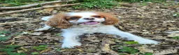 Cavalier King Charles Spaniel dogs for sale: KC Reg Health Tested Cavalier Puppies due 5th Sept in Buntingford - Advert 1
