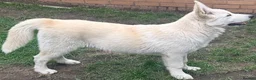 Alaskan Malamute dogs for sale: 2 females and 2 males left - Advert 7