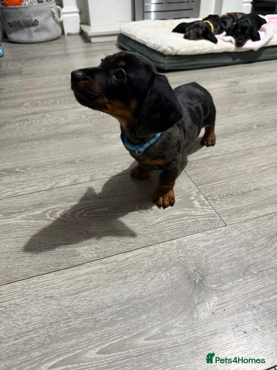 Miniature Dachshund dogs for sale: 8 Week Old Miniature Dachshund Puppies  - Advert 29