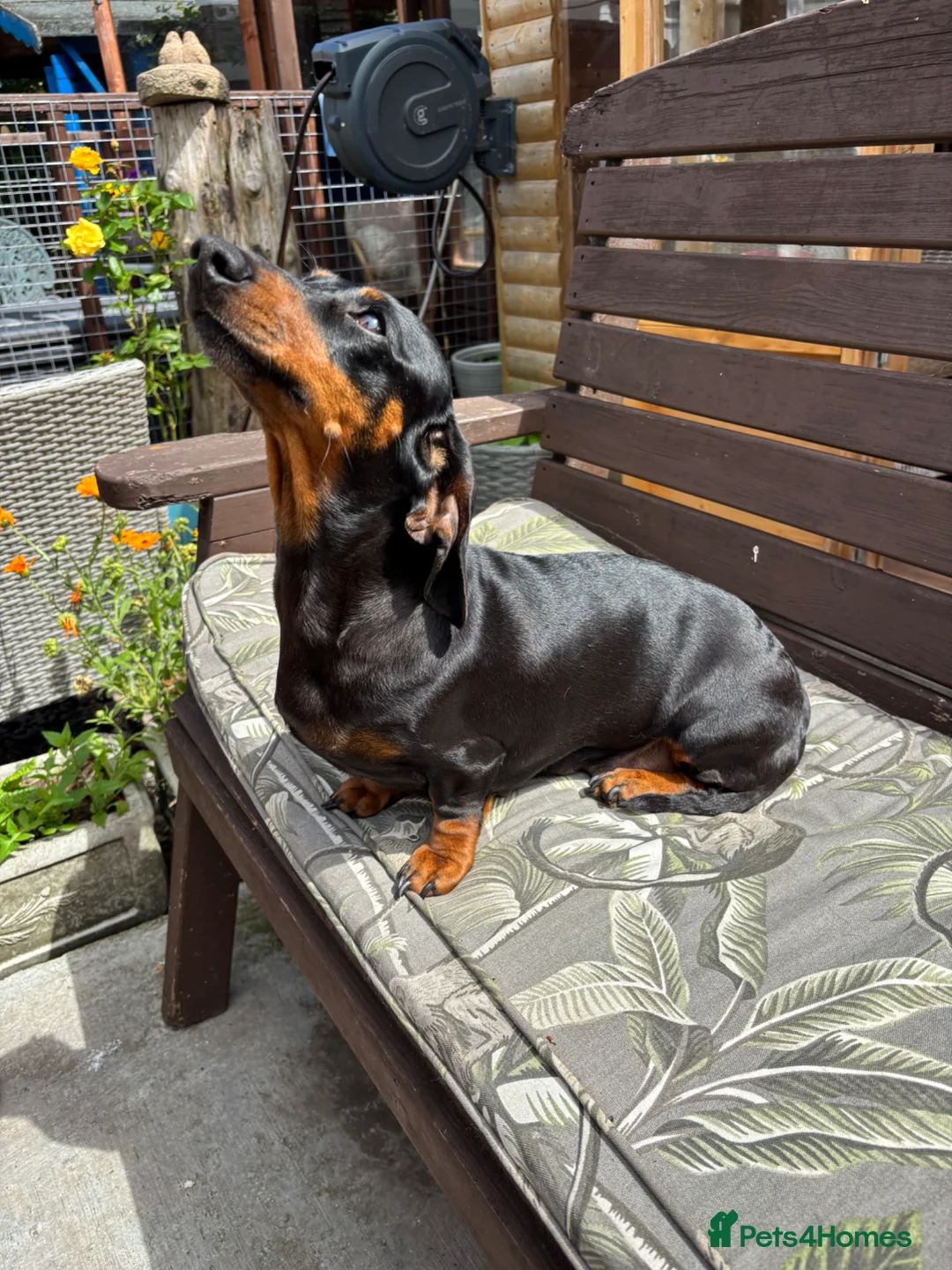 Miniature Dachshund dogs for sale: Dachshund miniature smooth hair pups - Advert 13