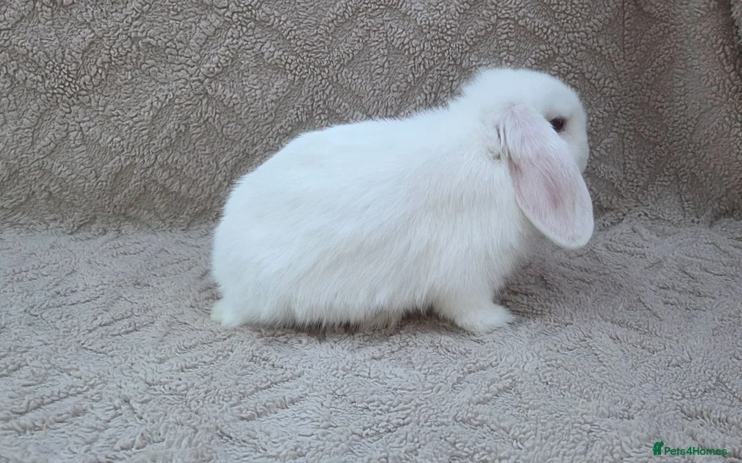 Mini Lop rabbits for sale: Mini lop  - Advert 2