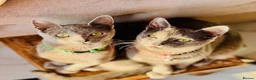 Russian Blue cats for sale: Pure breed Russian Blue Kitten - Advert 1