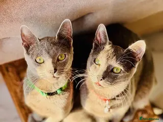 Russian Blue cats Pure breed Russian Blue Kittens***ONE BOY LEFT - Advert 5