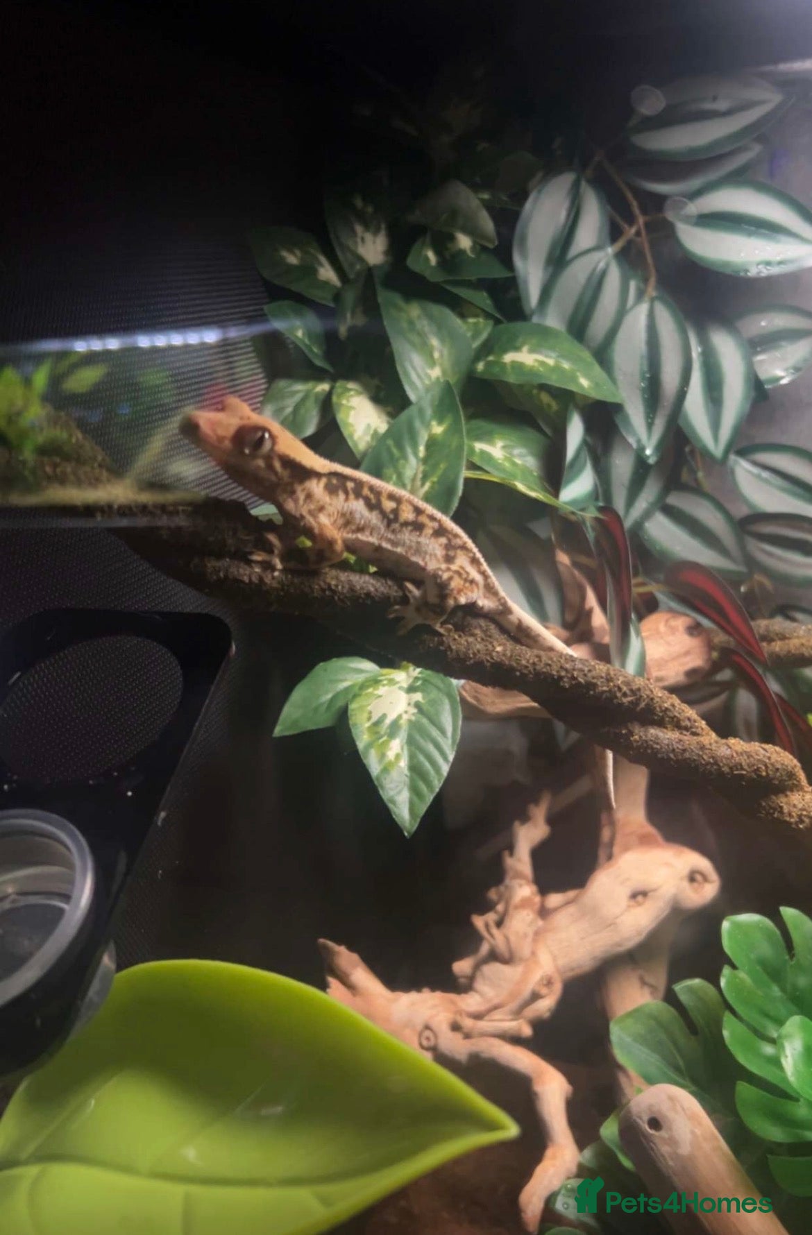 Gecko reptiles Crested gecko with tank and accessories  - Advert 1