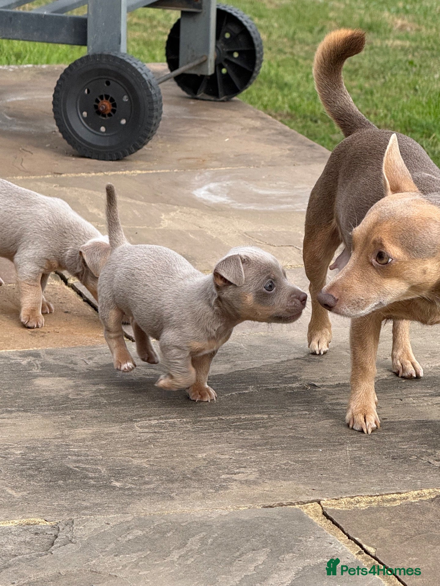 Jack Russell dogs Wenlock Jack Russells  - Advert 1