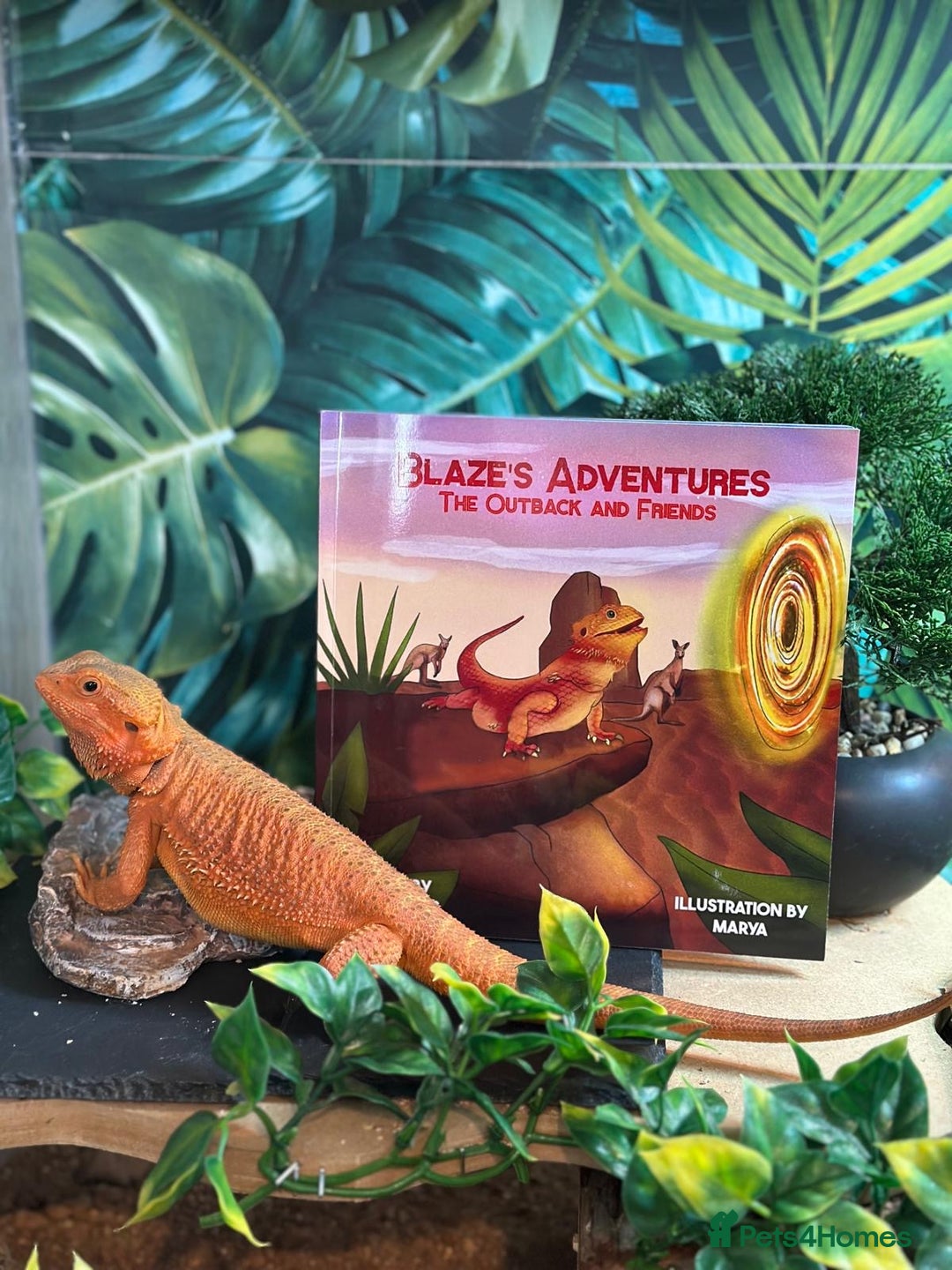 Bearded Dragon reptiles for sale: Female Bearded Dragon - full Luxury Vivarium Setup - Advert 7