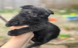 British Shorthair cats for sale: Beautiful British cat  - Image 8