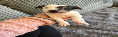 Jack Russell Puppy 7