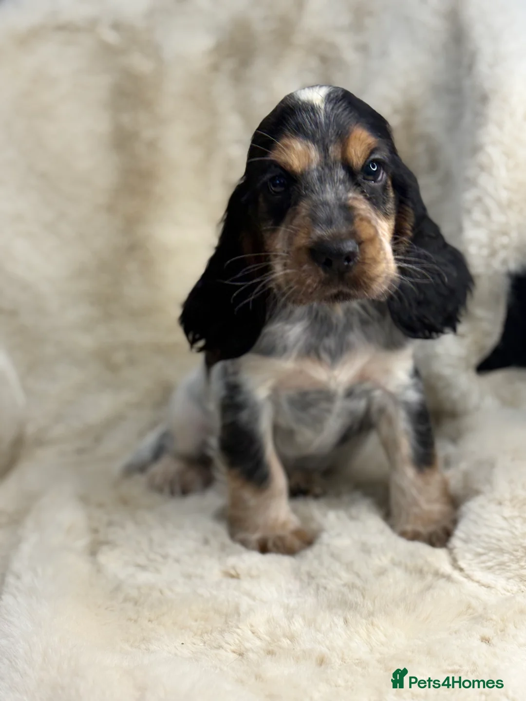Cocker Spaniel dogs for sale: Top quality cocker spaniel pups  - Advert 18