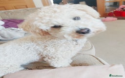 Poochon dogs for sale: Tina 1 year old poochon girl - Image 10