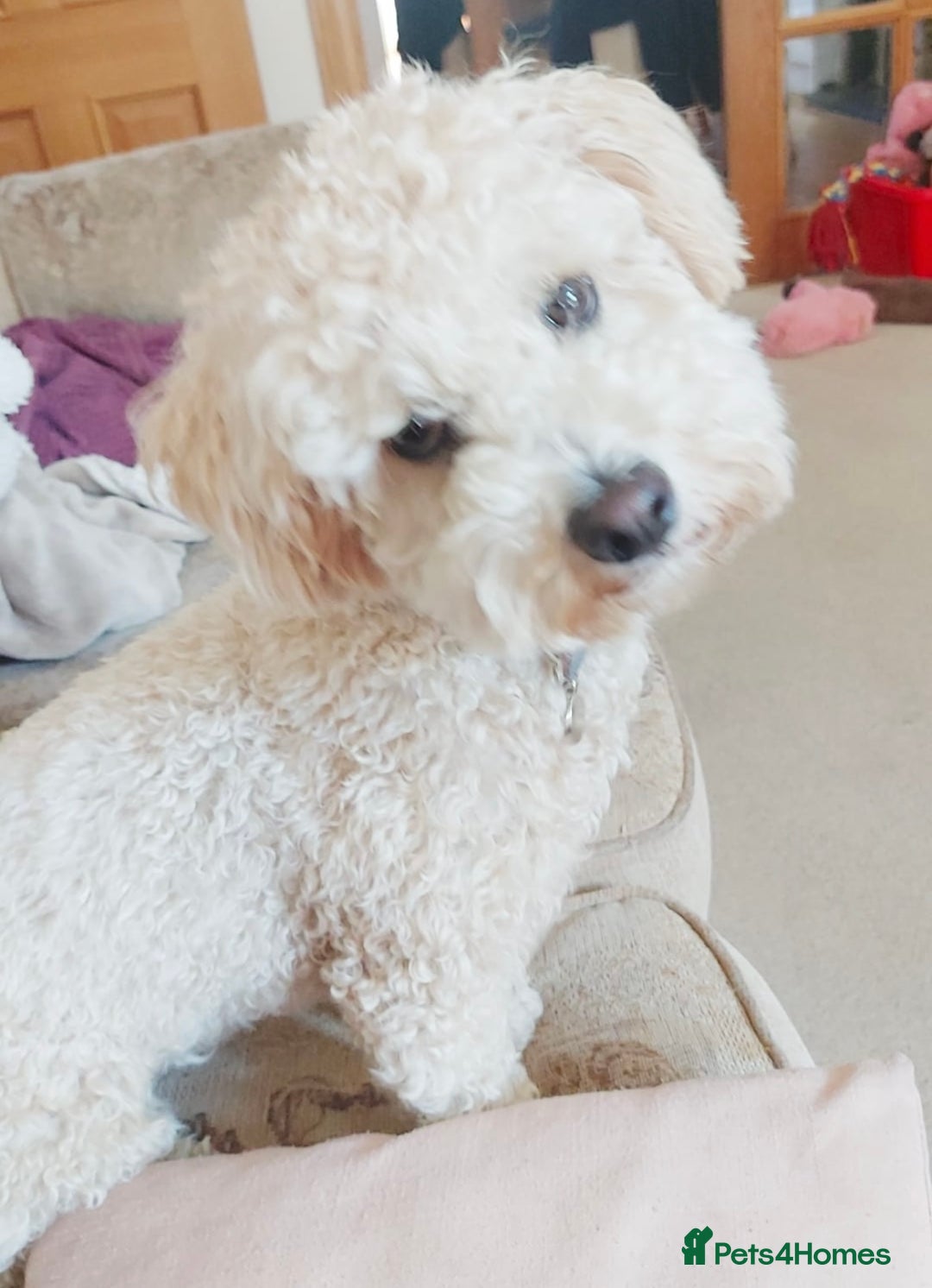 Poochon dogs for sale: Tina 1 year old poochon girl - Image 10