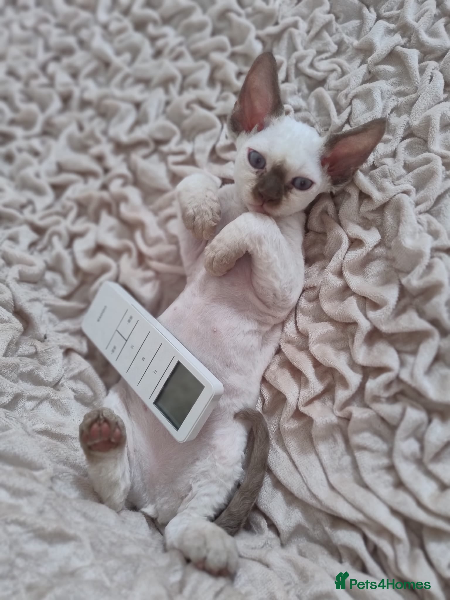Devon Rex cats Last girl still available!!! - Advert 2