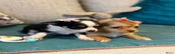 Chihuahua dogs for sale: Beautiful Long-Haired Chihuahua Puppies in Harlow - Advert 13