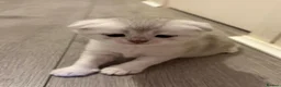 Scottish Fold cats for sale: Adorable Scottish Fold & Straight Kittens - Advert 12