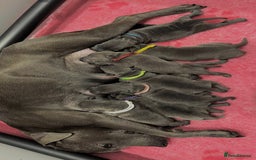 Staffordshire Bull Terrier dogs for sale: BEAUTIFUL BLUE STAFFY PUPPYS FOR SALE!!! - Image 9