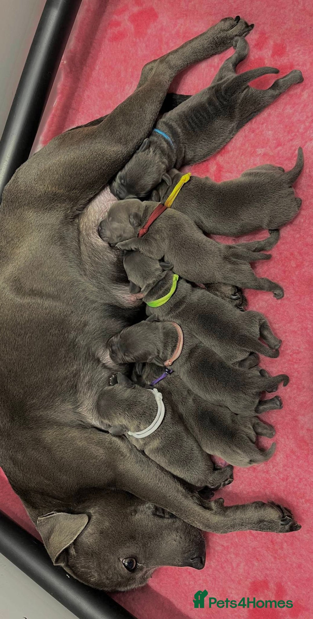 Staffordshire Bull Terrier dogs for sale: BEAUTIFUL BLUE STAFFY PUPPYS FOR SALE!!! - Image 9