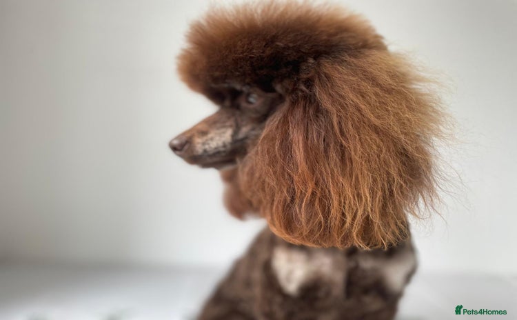 Toy Poodle dogs ***Kc chocolate phantom none fading *** in Retford - Advert 1