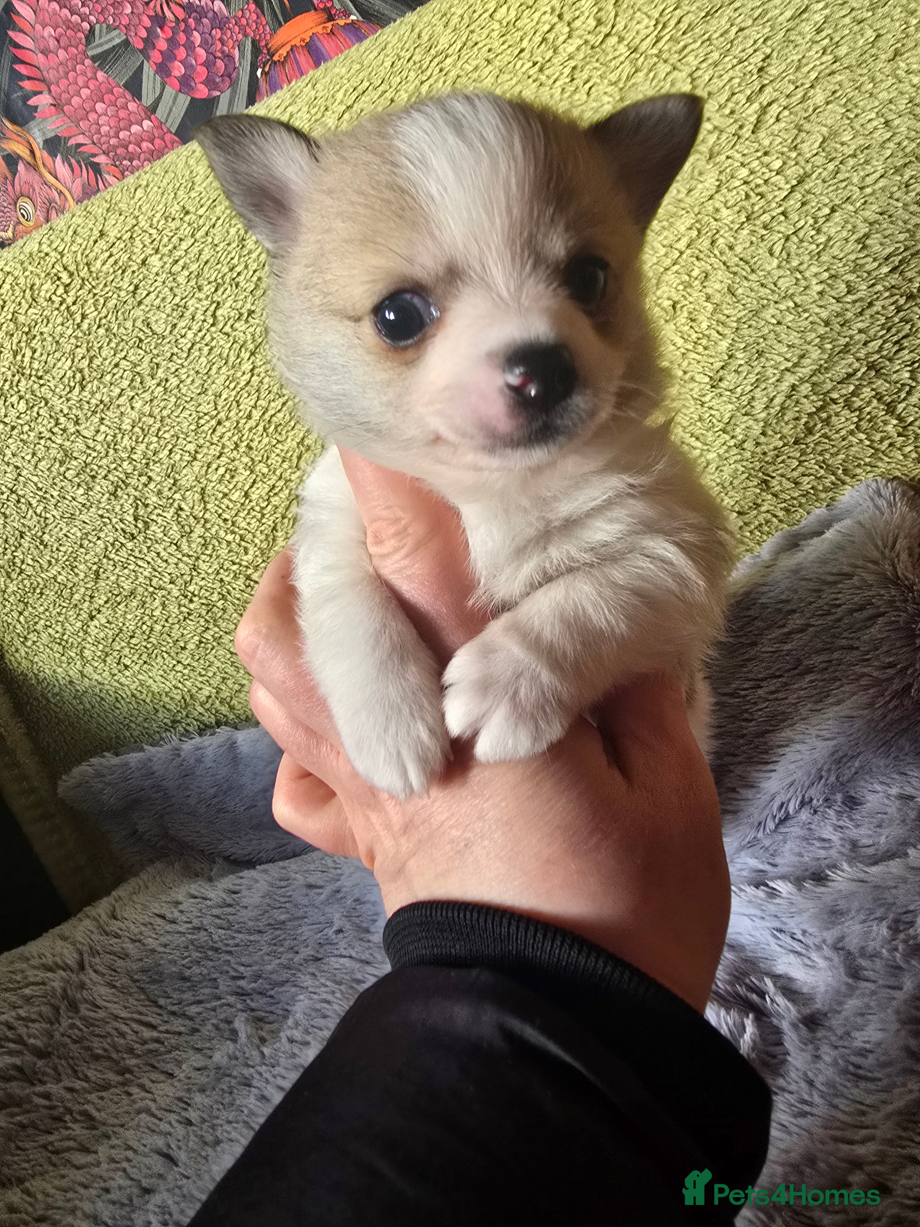Pomchi dogs Beautiful Pomchi Puppy's ❤️  - Advert 22
