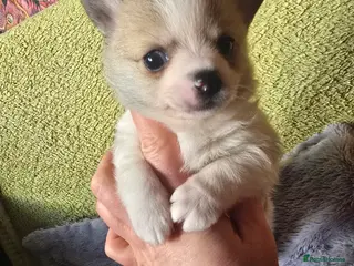 Pomchi dogs Beautiful Pomchi Puppy's ❤️ - Advert 22